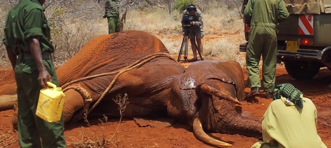 WILDLIFE FILM MAKING