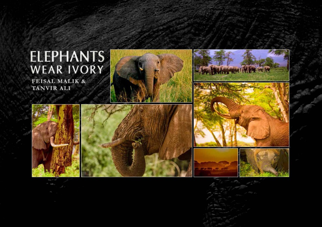 Elephant wear Ivory_cover