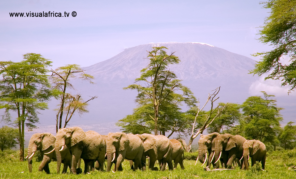 elephants_kilimanjaro
