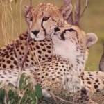 cheetahcouple2